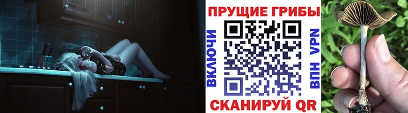 Галлюциногенные грибы Psilocybe  Купить  Теберда 